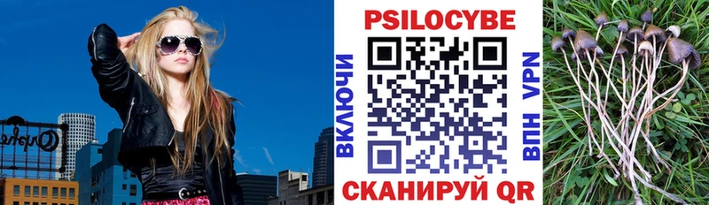 где можно купить наркотик Мончегорск Псилоцибиновые грибы Psilocybine cubensis